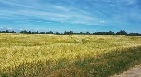 На Дніпропетровщині уклали понад 1,4 тисячі договорів на продаж земельних ділянок