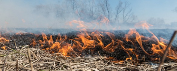 Пожежникам можуть дозволити штрафувати порушників за спалювання трави