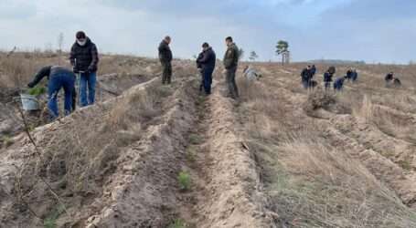 На Дніпропетровщині висадили мільйон дерев