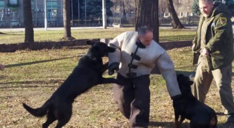 Собака-зброя, або про відповідальність власників великих собак в Кам’янському