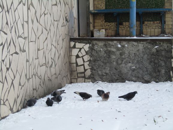 Як правильно підгодовувати птахів Кам’янського взимку - ФОТО