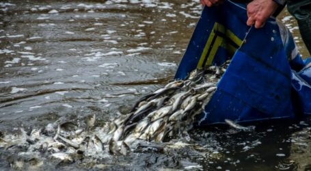 Цьогоріч до Дніпра випустили понад 2,1 мільйони мальків