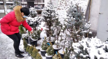 Як поєднати новорічне святкування з озелененням в Кам’янському