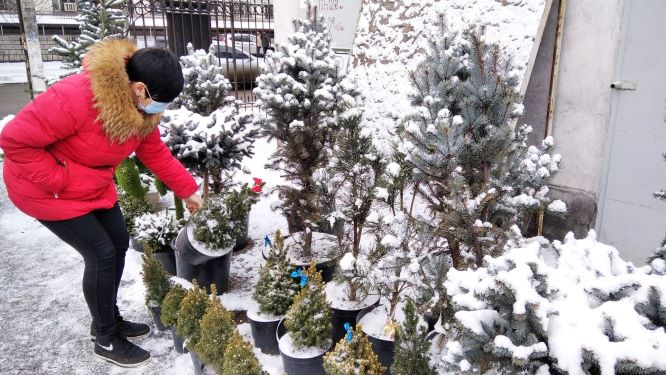 Як поєднати новорічне святкування з озелененням в Кам’янському