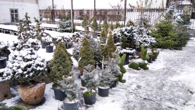Як поєднати новорічне святкування з озелененням в Кам’янському - ФОТО
