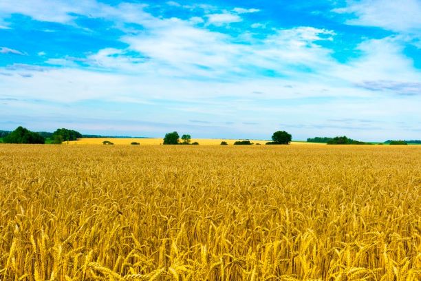 За півроку відкритого ринку землі на Дніпропетровщині було продано 0,5% сільгоспземель