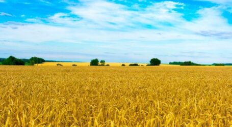 За півроку відкритого ринку землі на Дніпропетровщині було продано 0,5% сільгоспземель