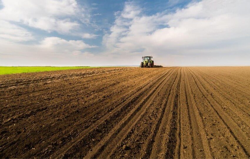 На Дніпропетровщині засіяли ярої пшениці у півтора рази більше від запланованого