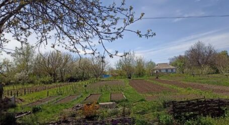 Більше половини українців планують цьогоріч вирощувати городину