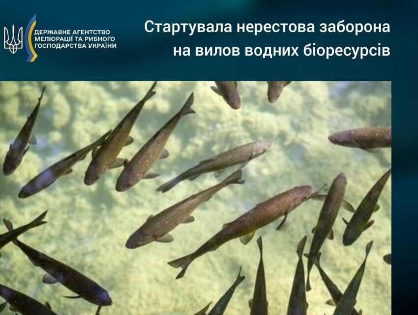 Нерестові заборони для рибалок почалися в Україні