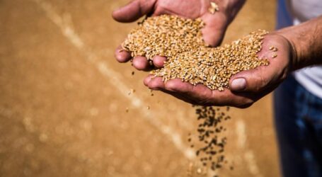 Перекупники знижують закупівельні ціни, ставлячи фермерів Дніпропетровщини на межу виживання