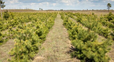 Цьогоріч на Дніпропетровщині висадили майже 170 га лісів