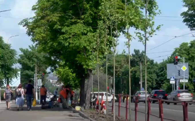 У Кам’янському висаджують платани (відео)
