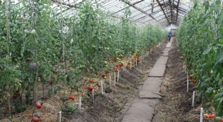 Аграріям в Кам’янському районі обіцяють по 5-7 мільйонів гривень на сади й теплиці