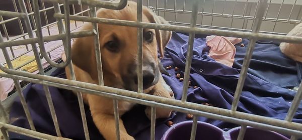 Вихованці кам’янського притулку для тварин шукають люблячих господарів