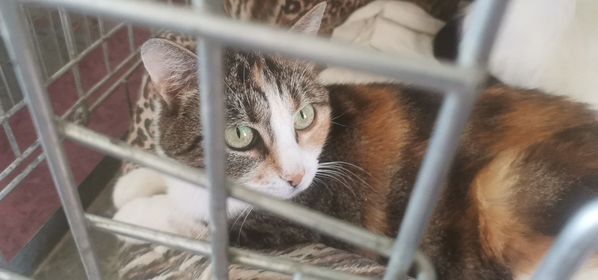 Вихованці кам’янського притулку для тварин шукають люблячих господарів - ФОТО