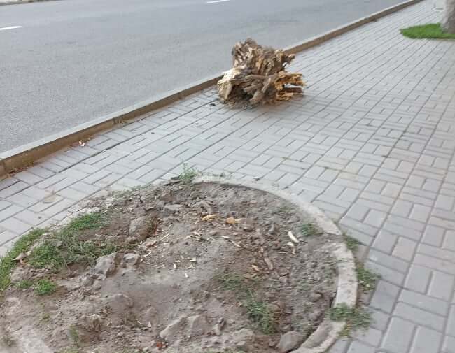 В Кам’янському зносять аварійні дерева, готуючись до посадки нових - ФОТО