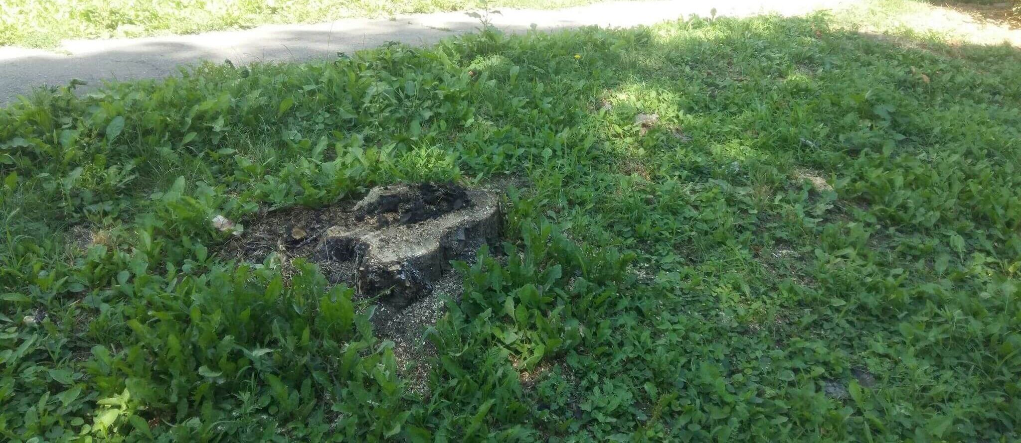 В Кам’янському зносять аварійні дерева, готуючись до посадки нових - ФОТО