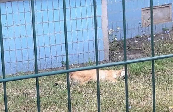 Скандал з собакою, яка випала з балкона в Кам’янському, набирає обертів