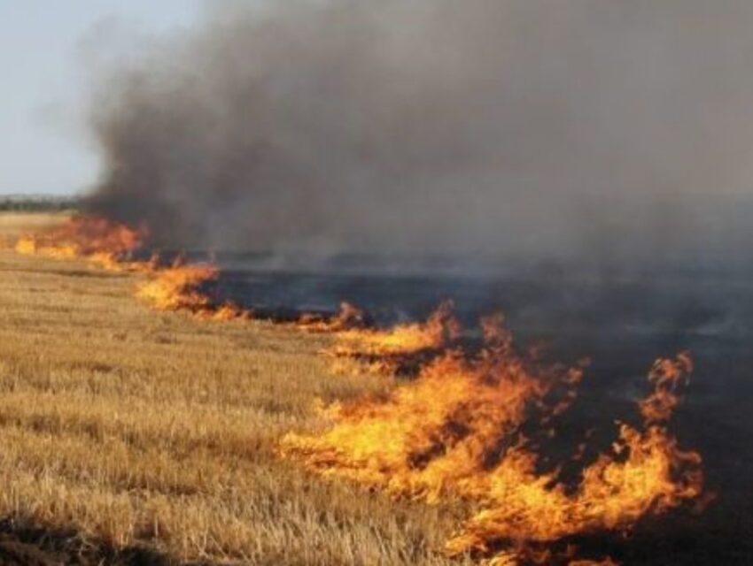 В Україні посилять кримінальну відповідальність за підпали опалого листя та стерні