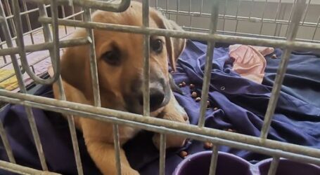 Вихованці кам’янського притулку для тварин шукають люблячих господарів