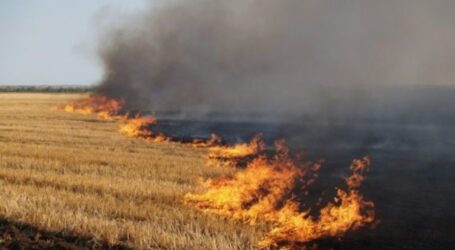 В Україні посилять кримінальну відповідальність за підпали опалого листя та стерні
