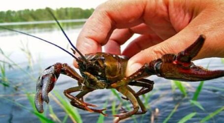 На Дніпропетровщині заборонять ловити раків