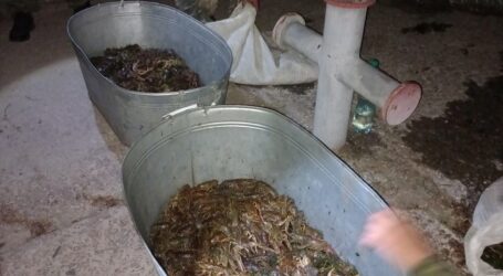 Майже на 4 мільйони гривень наловили раків браконьєри на Кам’янському водосховищі