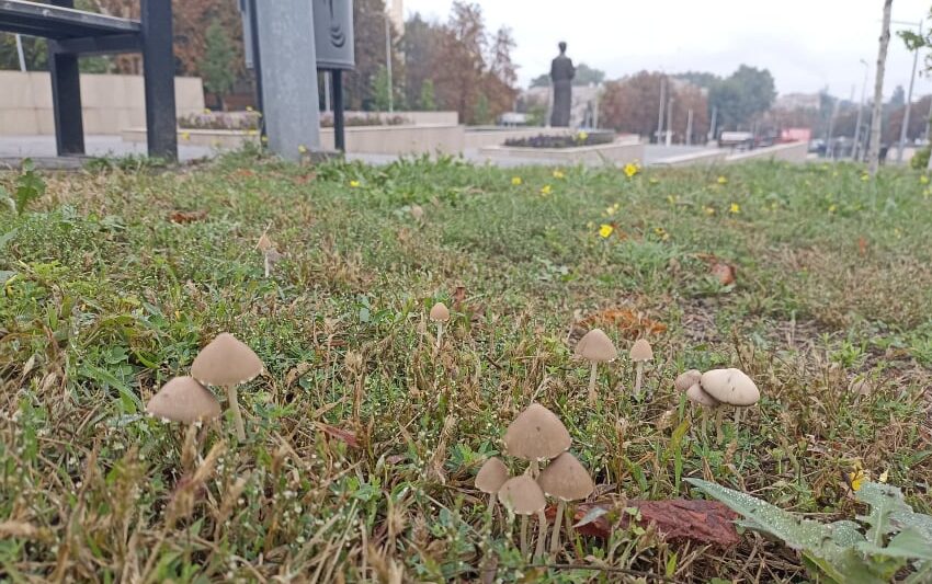 Про алергію на гриби нагадали лікарі мешканцям Кам’янського