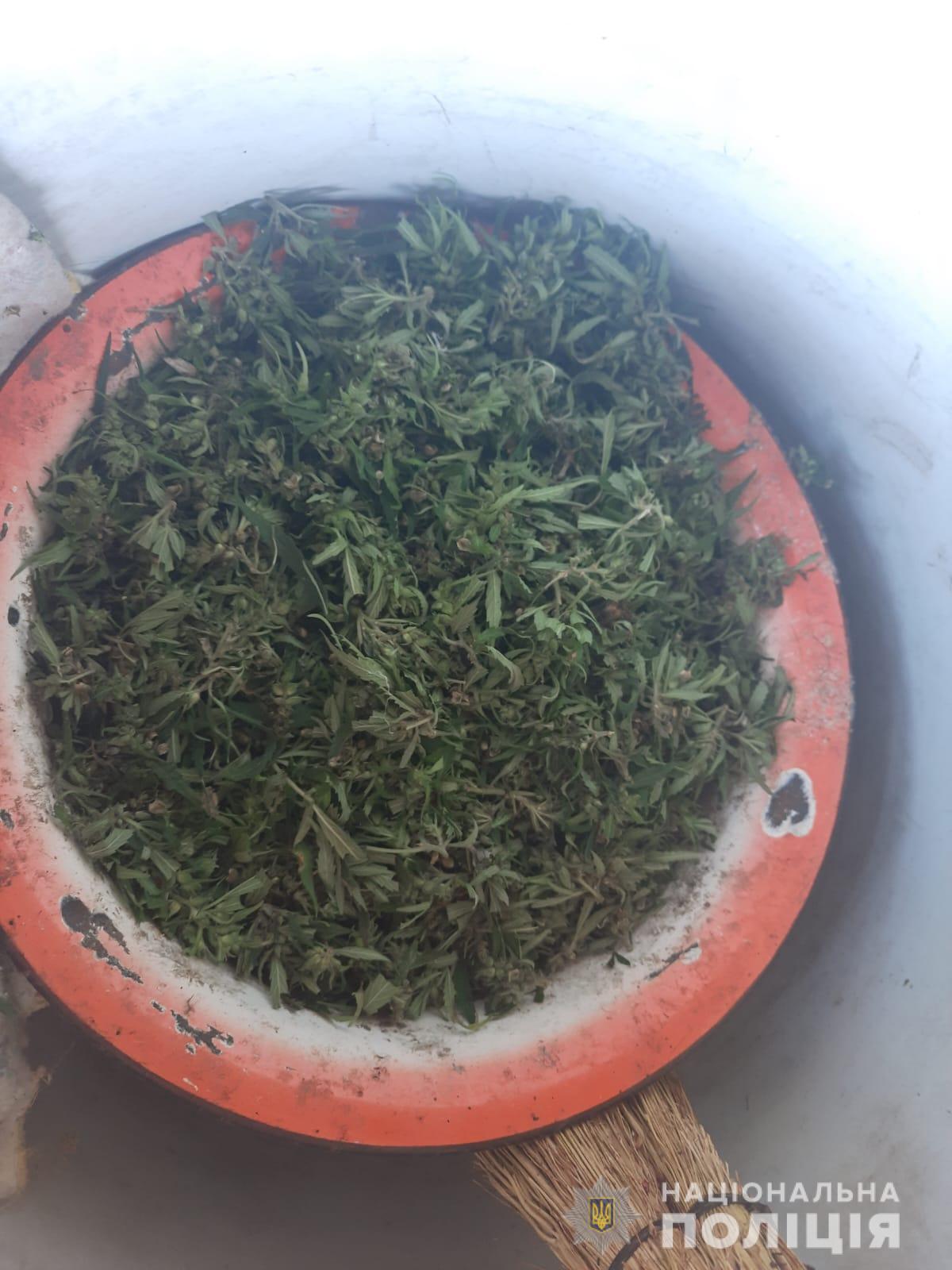 Мешканець Кам’янського району разом з овочами та зерновими культурами вирощував коноплі - ФОТО