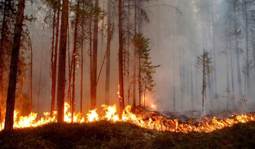 На Дніпропетровщині з початку літа близько 70 разів горіли ліси
