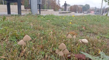 Про алергію на гриби нагадали лікарі мешканцям Кам’янського
