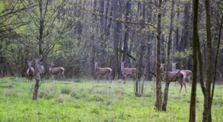Реформа лісової галузі – ліси держвласності приватизувати заборонено