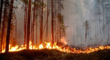 На Дніпропетровщині з початку літа близько 70 разів горіли ліси