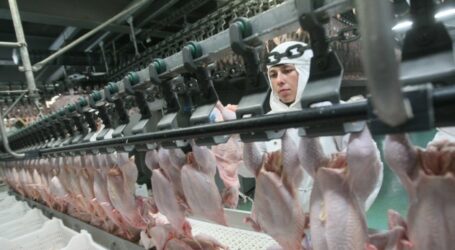 Українці споживають переважно м’ясо птиці, а переробники м’ясопродукції збільшують виробництво м’ясних консервів