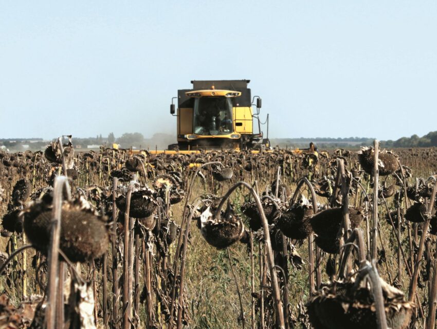 Воєнні жнива в Україні: аграрії прогнозують голод у світі