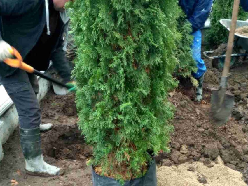 Саджати дерева та кущі в Кам’янському ще не пізно
