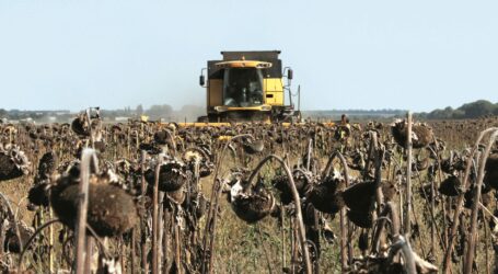 Воєнні жнива в Україні: аграрії прогнозують голод у світі