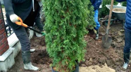 Саджати дерева та кущі в Кам’янському ще не пізно
