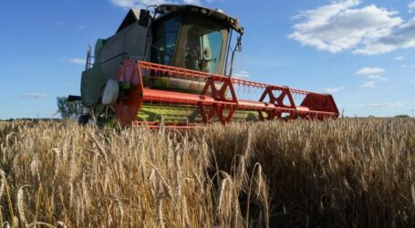 В Україні завершили збір двох важливих зернових культур