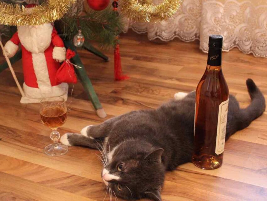 Як пережити святкове похмілля 
