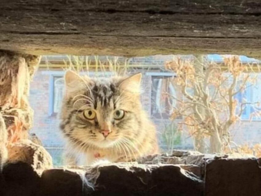 Надати котам доступ до підвалів вимагають влада та зоозахисники в Кам’янському