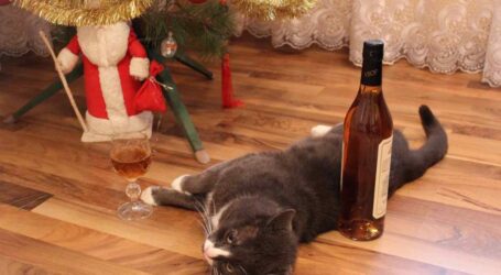 Як пережити святкове похмілля 