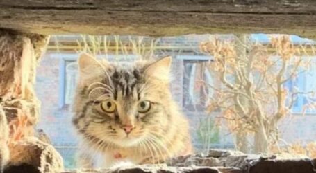 Надати котам доступ до підвалів вимагають влада та зоозахисники в Кам’янському