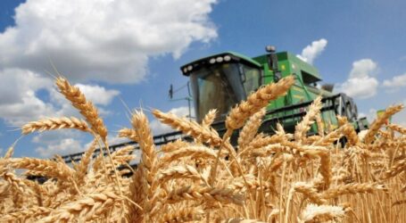 Україна виростить суттєво менше хліба в наступному році
