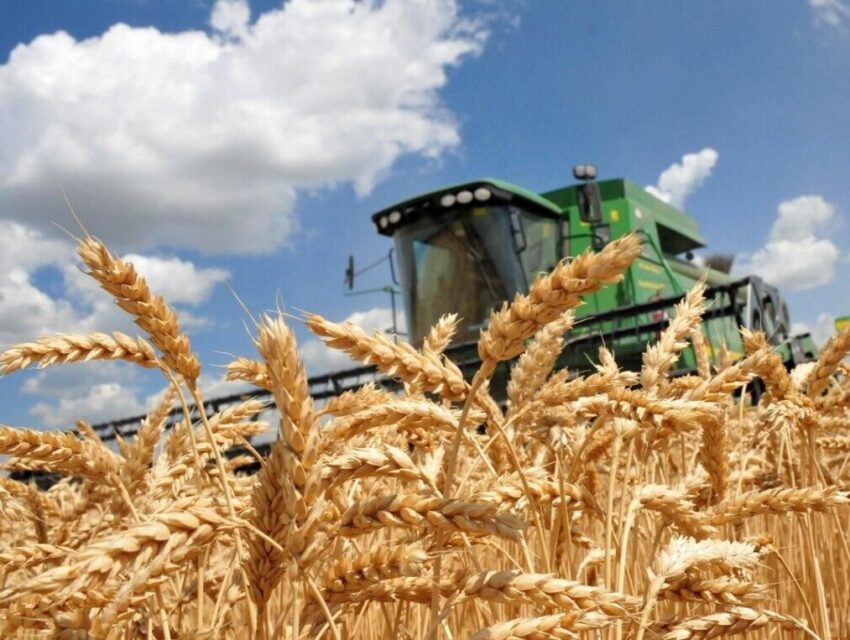 Україна виростить суттєво менше хліба в наступному році