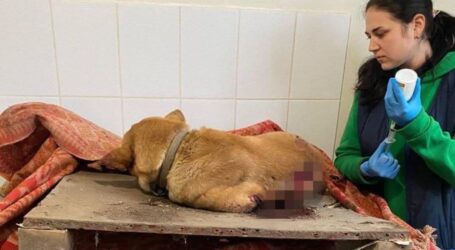 Собаку, що постраждала від обстрілів на Дніпропетровщині, поліційні відвезли до ветклініки