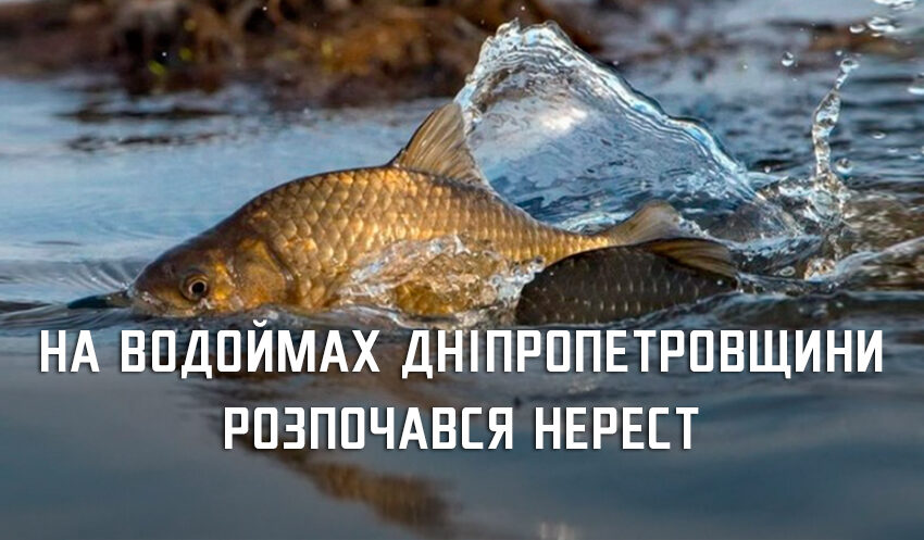 На Дніпропетровщині стартували нерестові обмеження на вилов риби