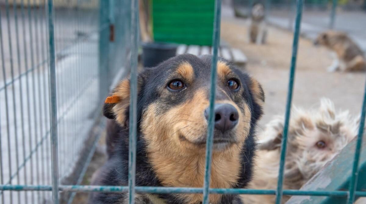 В Кам'янському на базі притулку для тварин планують відкрити зооготель та організувати заняття з кінологом - ФОТО