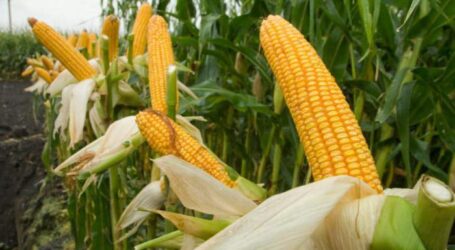 Майже сотня агровиробників Дніпропетровщини отримають насіння кукурудзи від міжнародних партнерів 